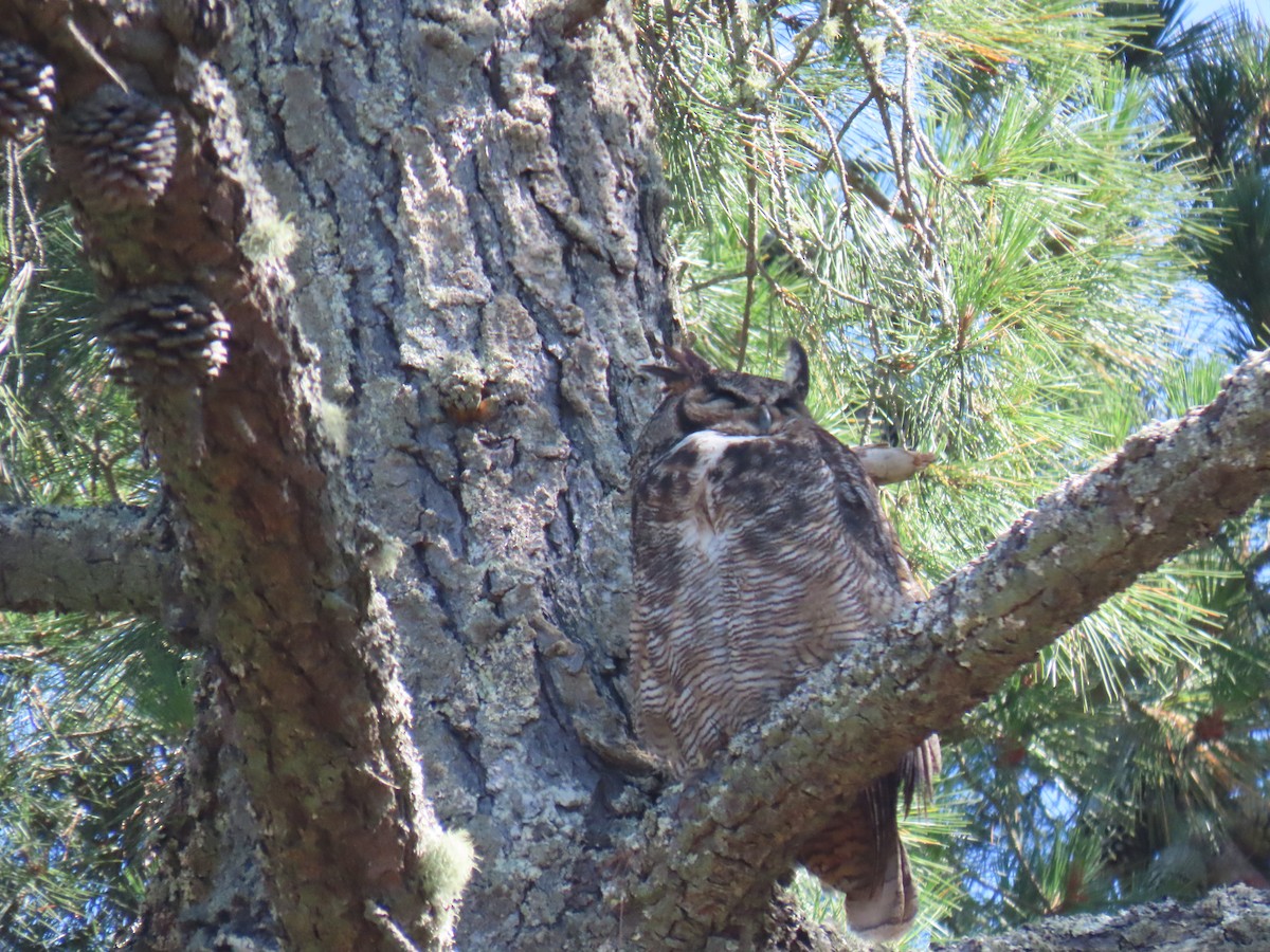 Great Horned Owl - ML620248682