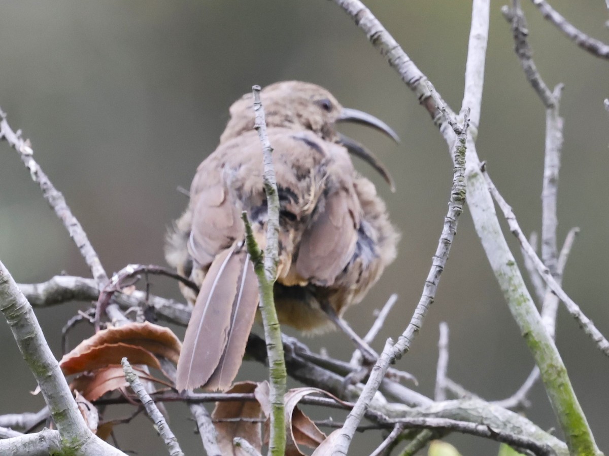 California Thrasher - ML620248685