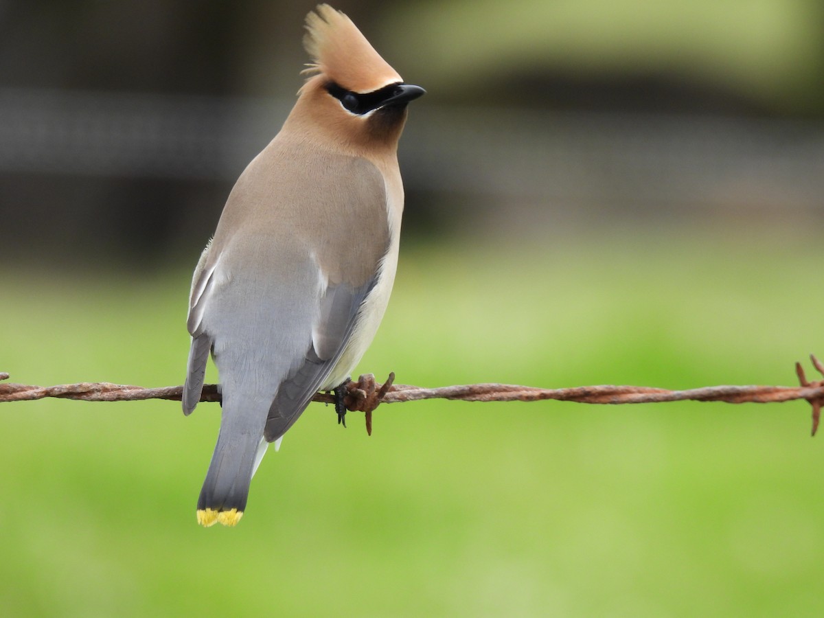 Cedar Waxwing - ML620248687