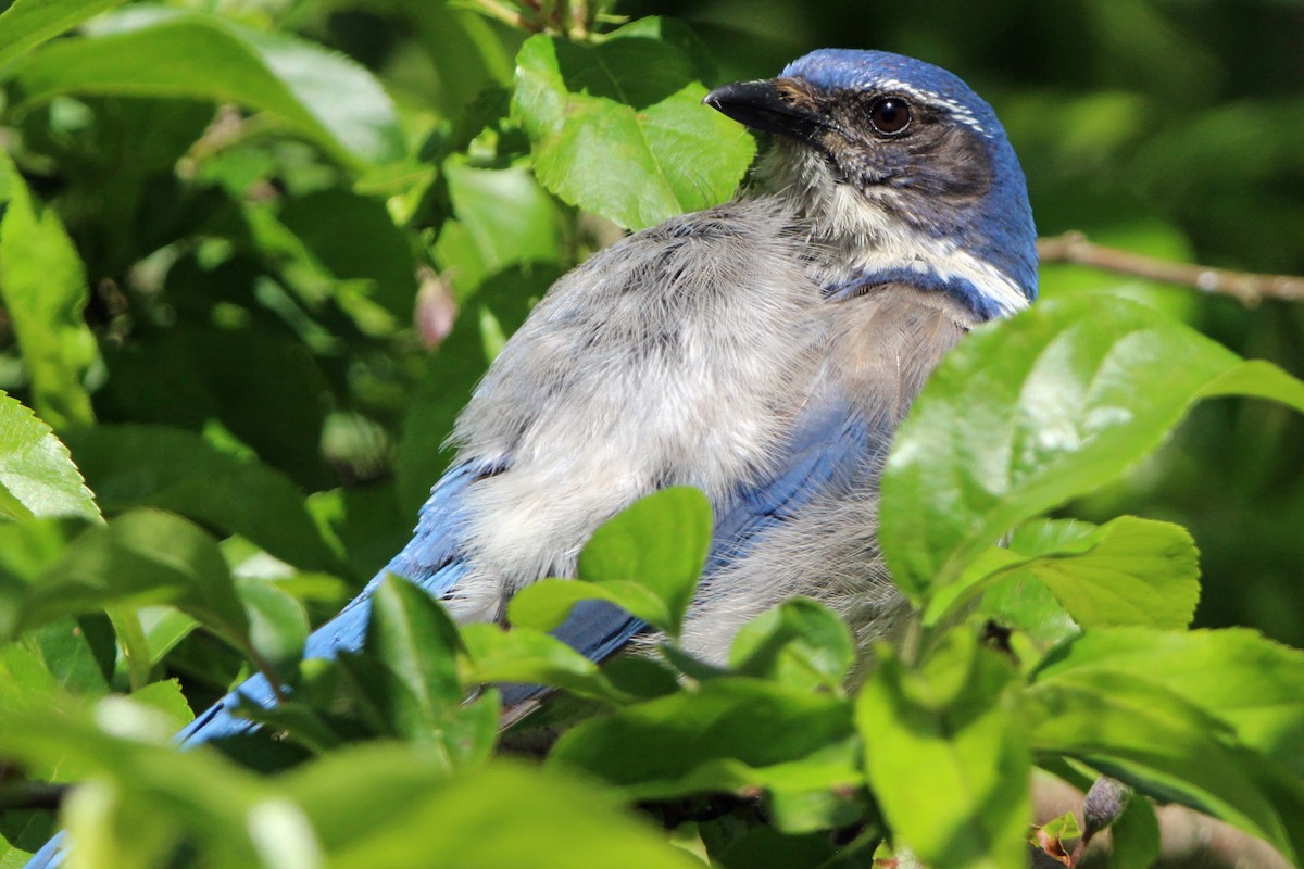 California Scrub-Jay - ML620248689