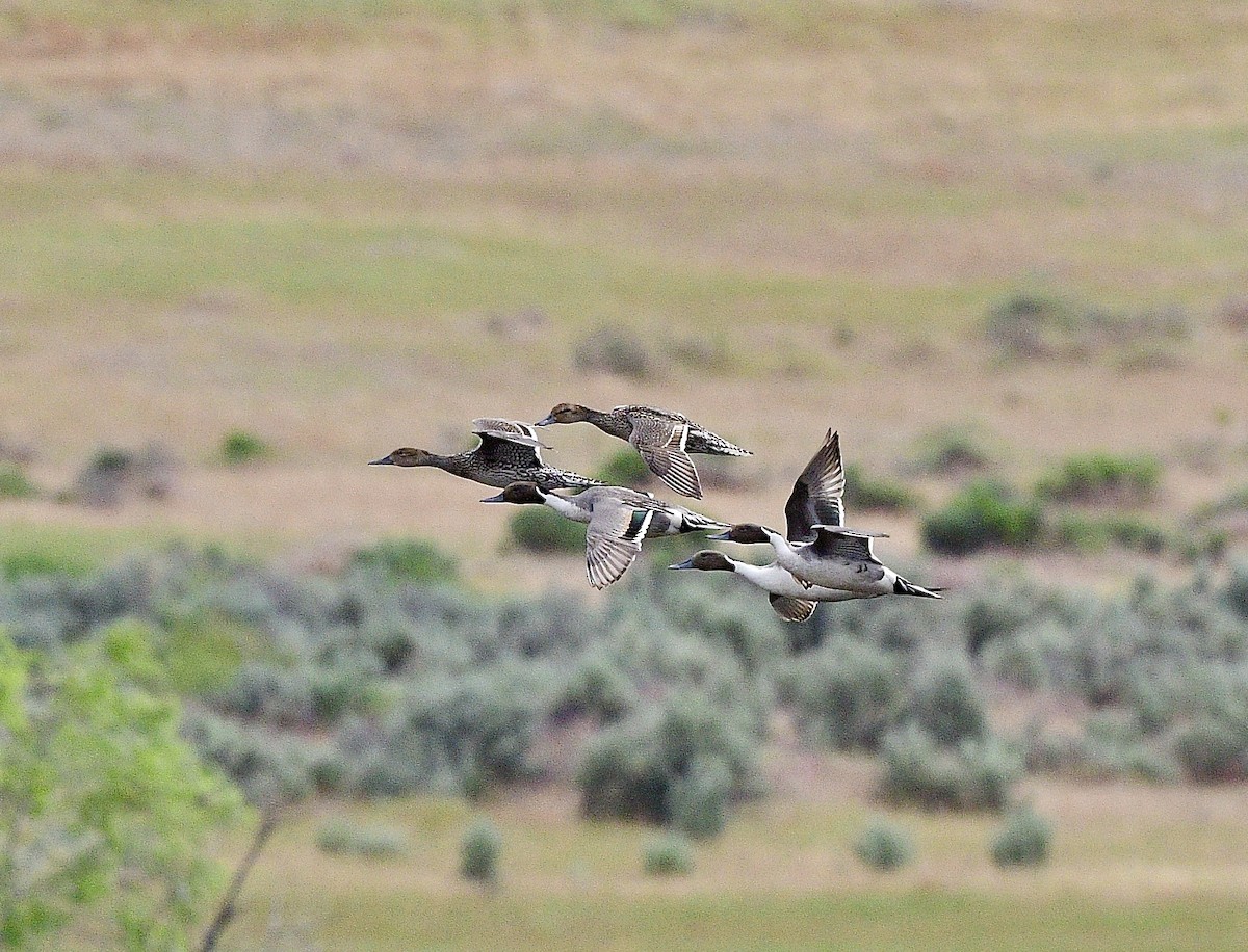 Northern Pintail - ML620248690