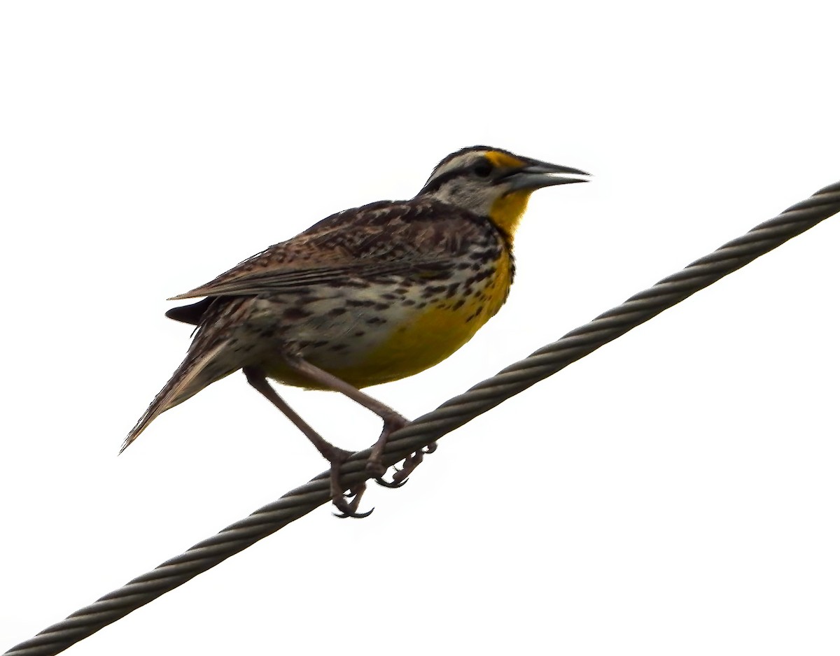 Eastern Meadowlark - ML620248692