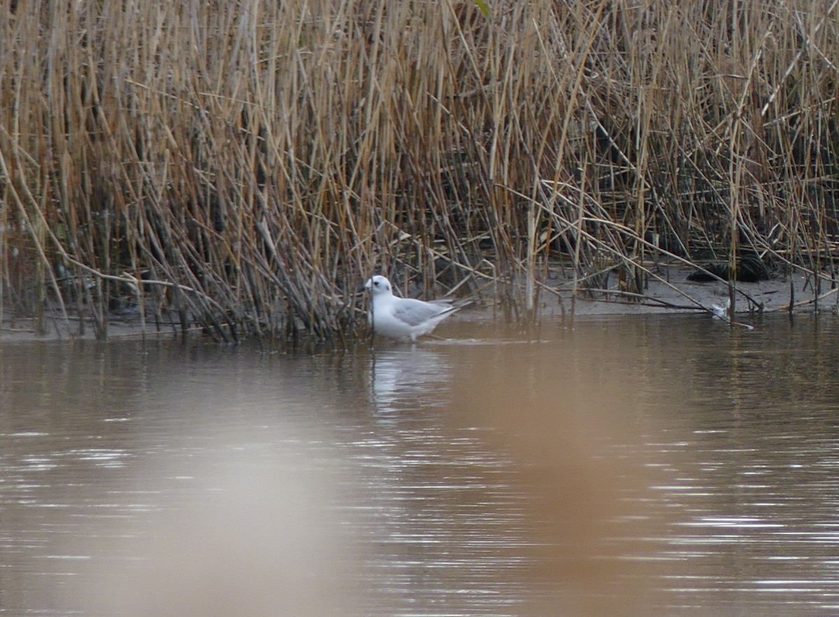 Saunders's Gull - ML620248702