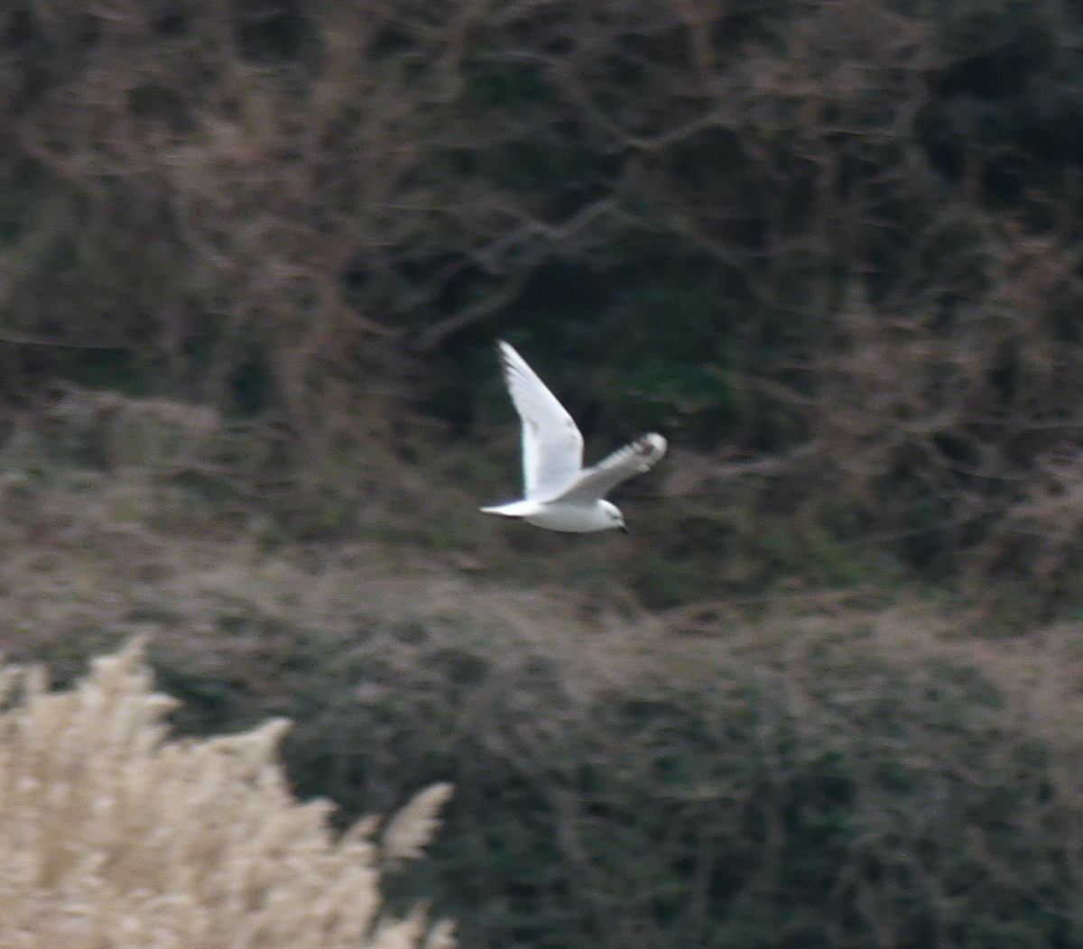 Gaviota de Saunders - ML620248703