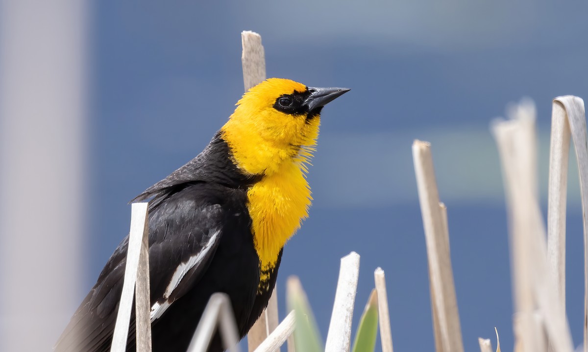 Yellow-headed Blackbird - ML620248712