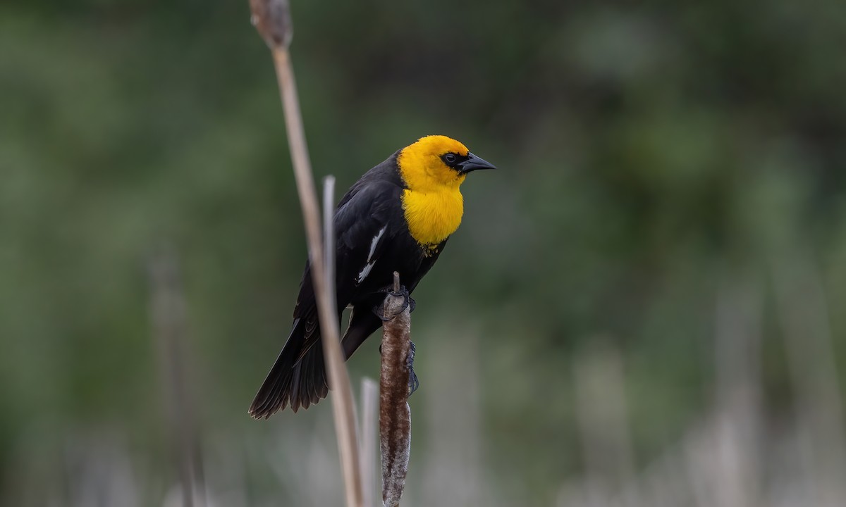 Yellow-headed Blackbird - ML620248713