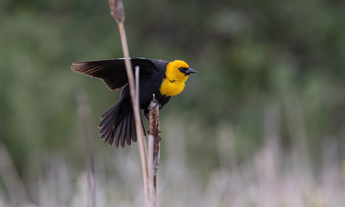 Yellow-headed Blackbird - ML620248714