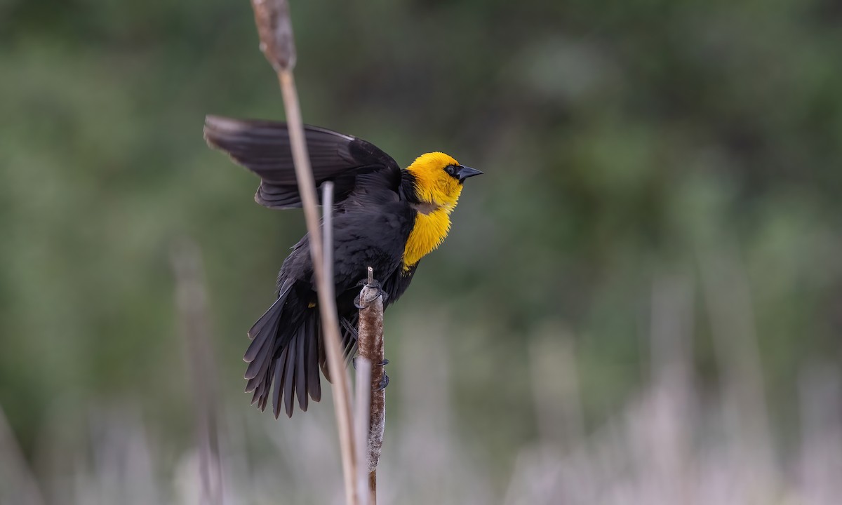 Yellow-headed Blackbird - ML620248715
