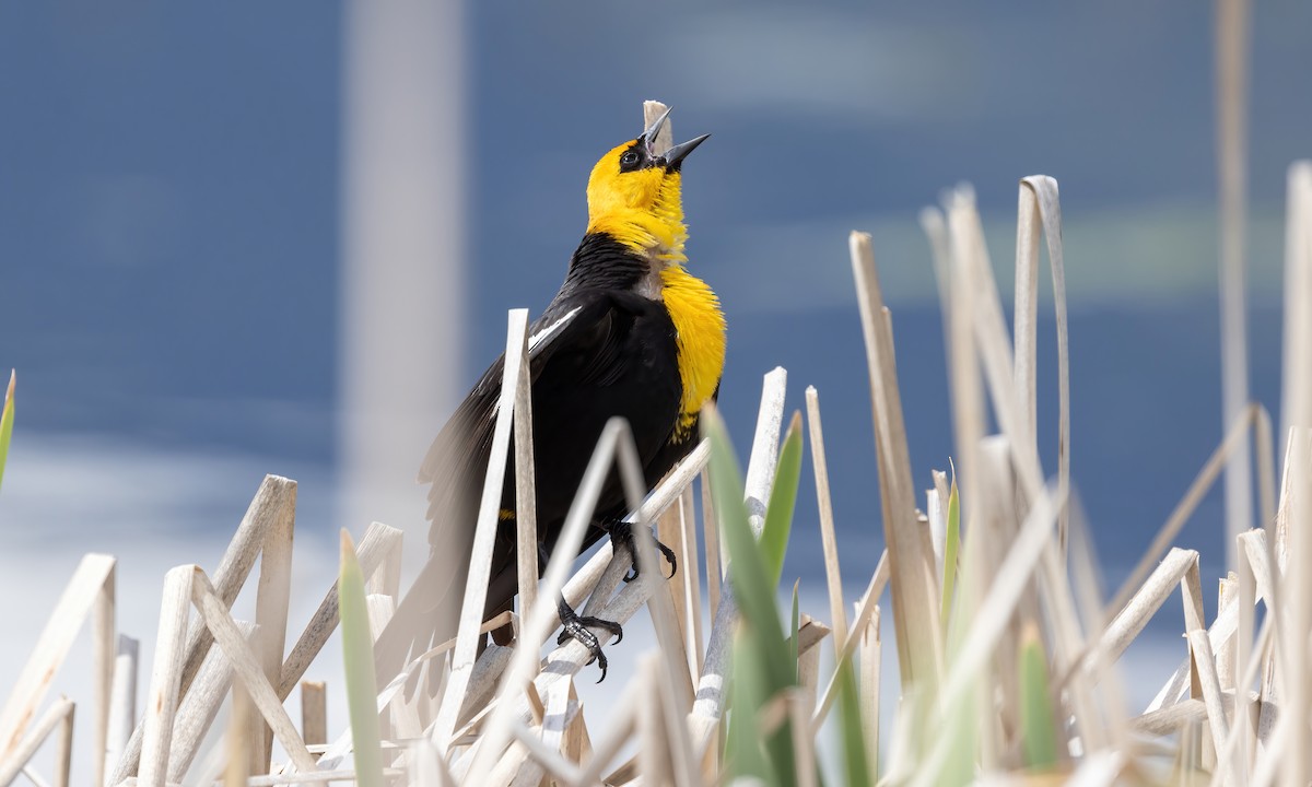 Yellow-headed Blackbird - Paul Fenwick