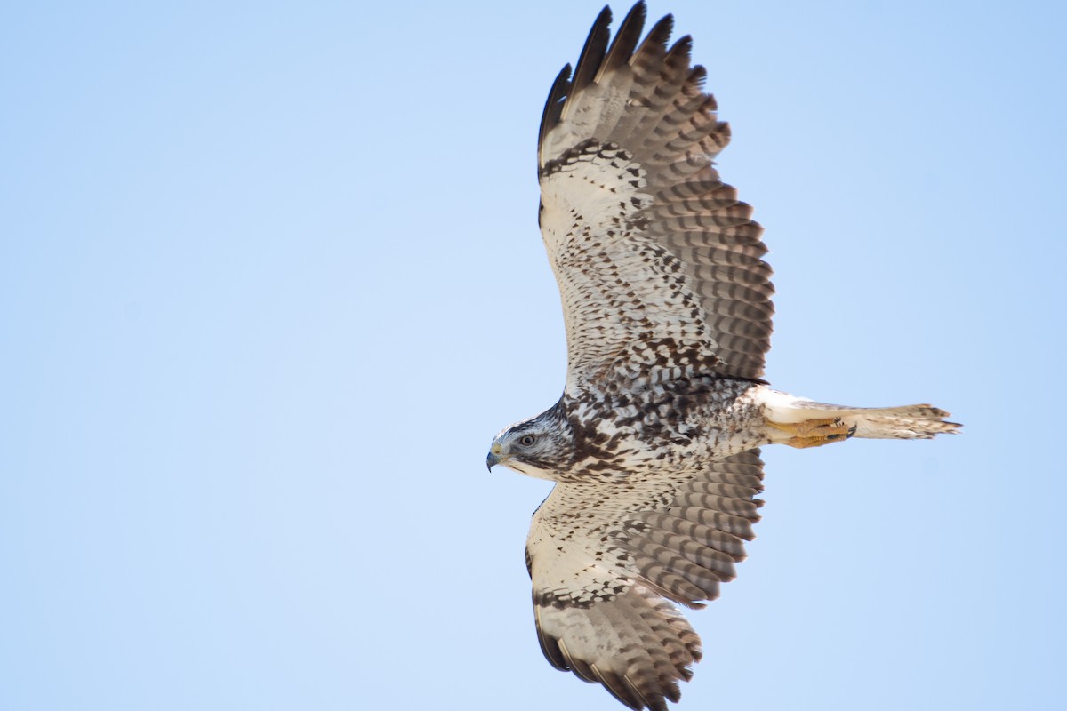 Swainson's Hawk - ML620248724