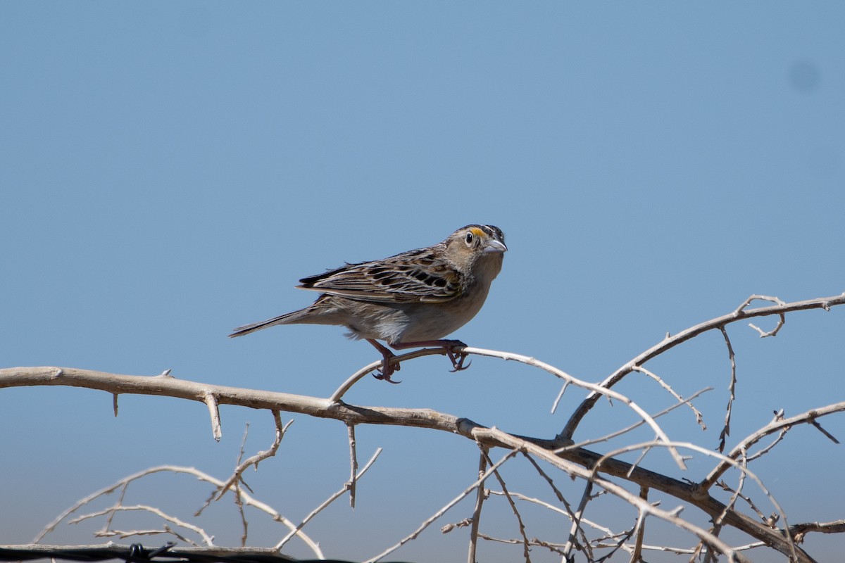 Grasshopper Sparrow - ML620248729
