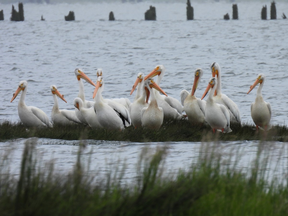 American White Pelican - ML620248742