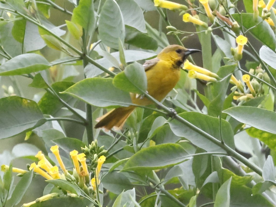 Oriole masqué - ML620248757