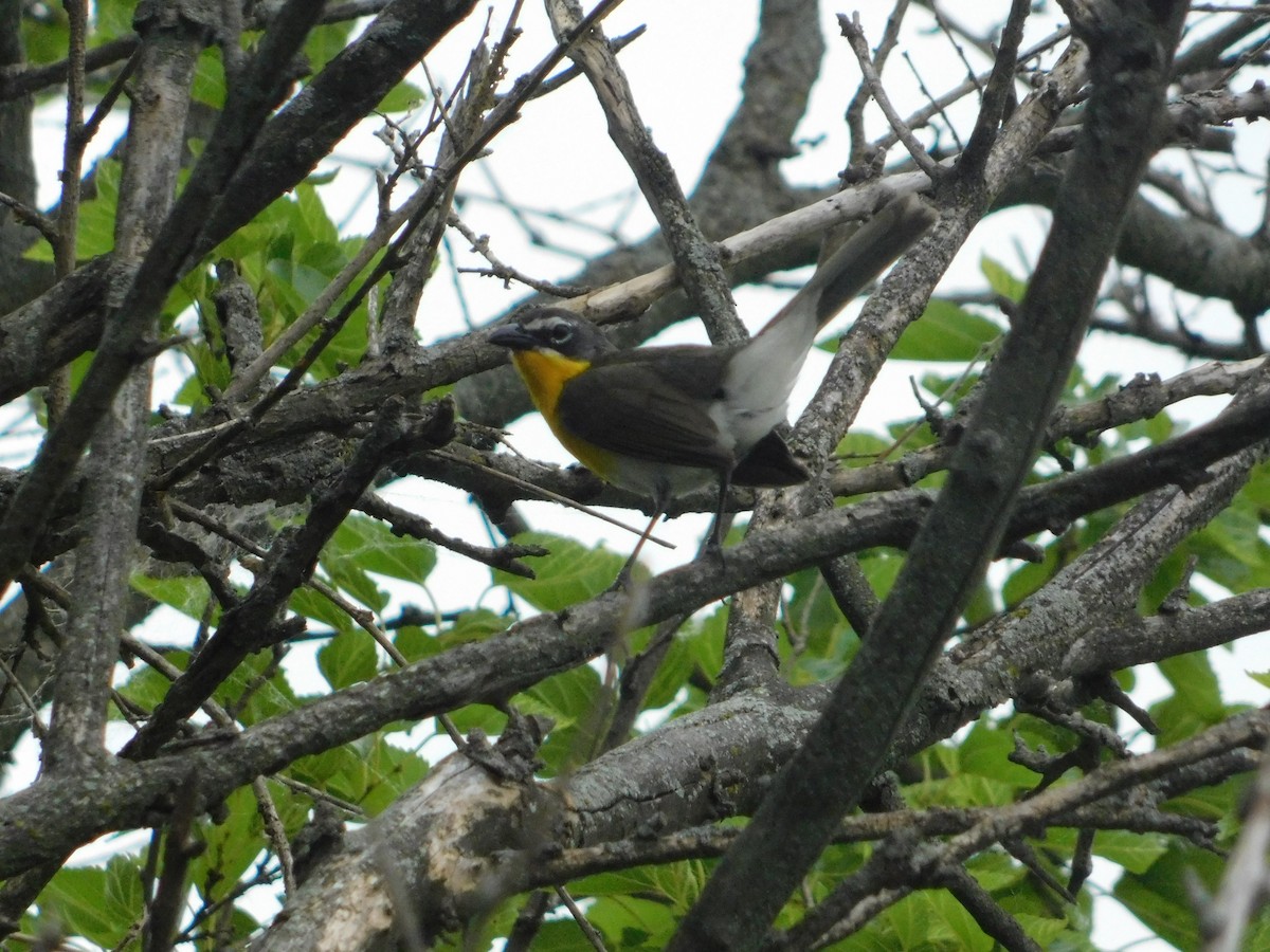 Yellow-breasted Chat - ML620248766