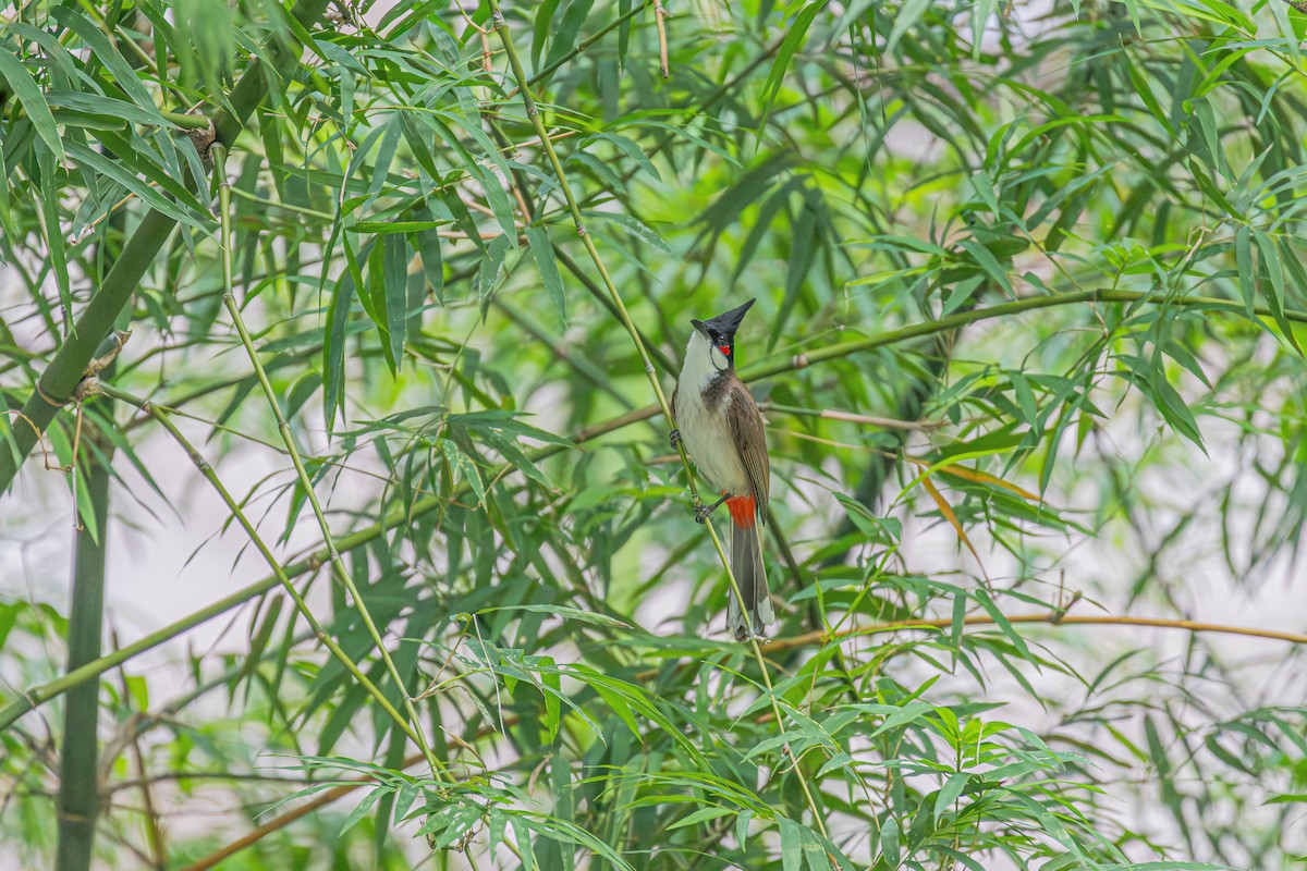 Red-whiskered Bulbul - ML620248773