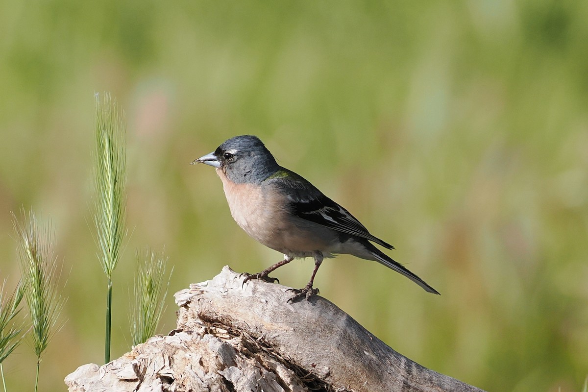 African Chaffinch - ML620248775