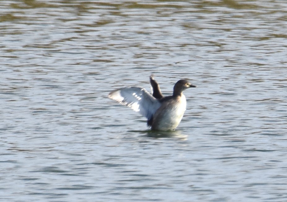 Hoary-headed Grebe - ML620248787