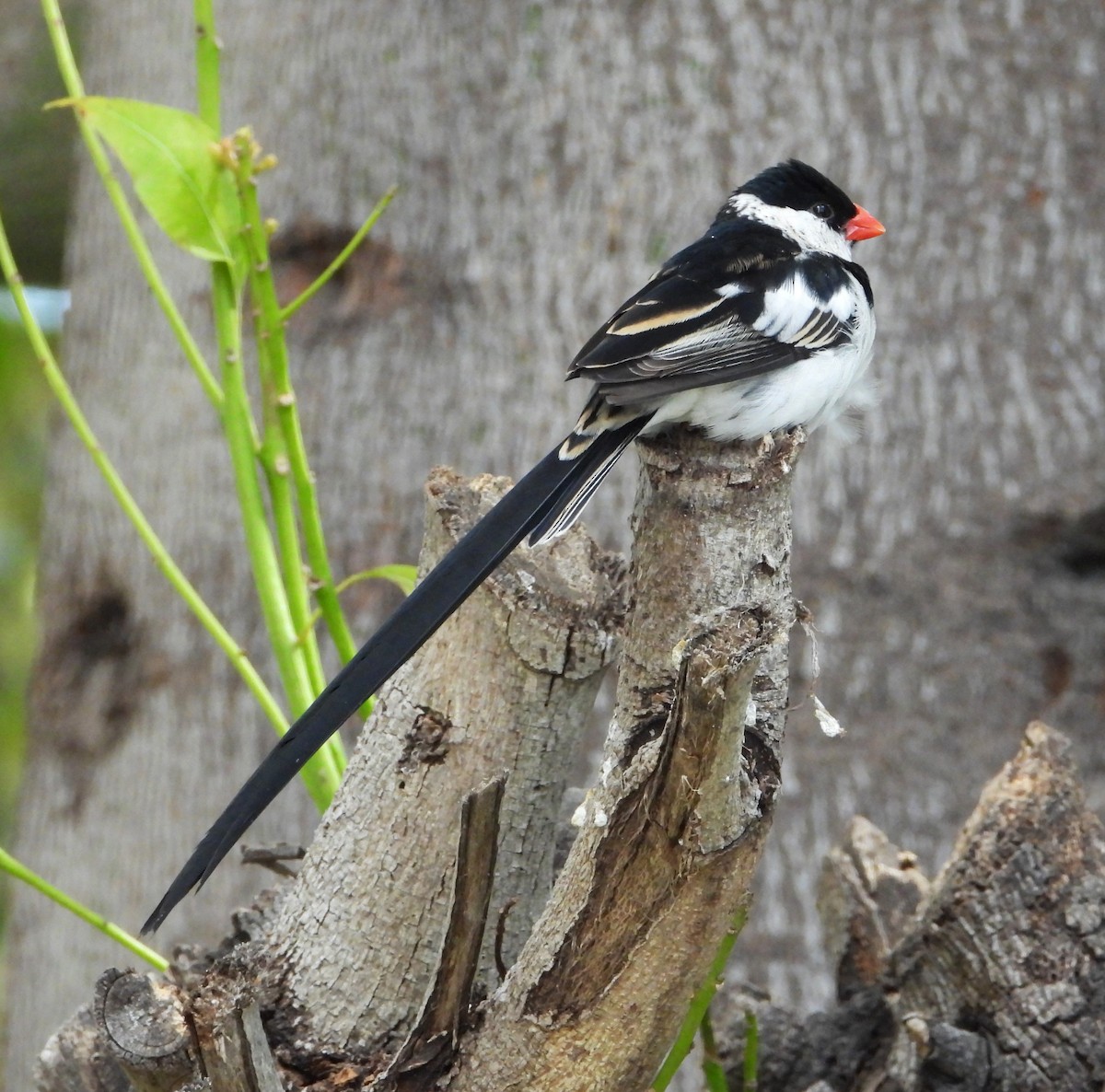 Pin-tailed Whydah - ML620248788