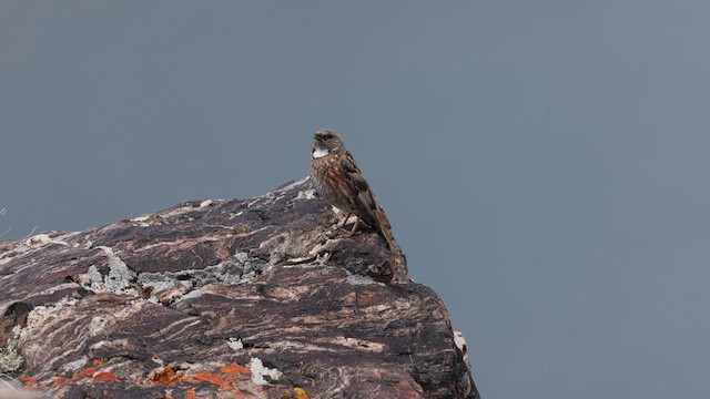 Altai Accentor - ML620248790