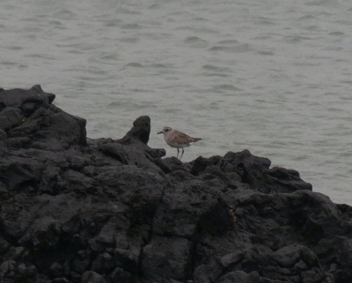 Black-bellied Plover - ML620248791