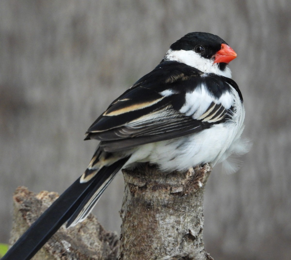 Pin-tailed Whydah - ML620248794