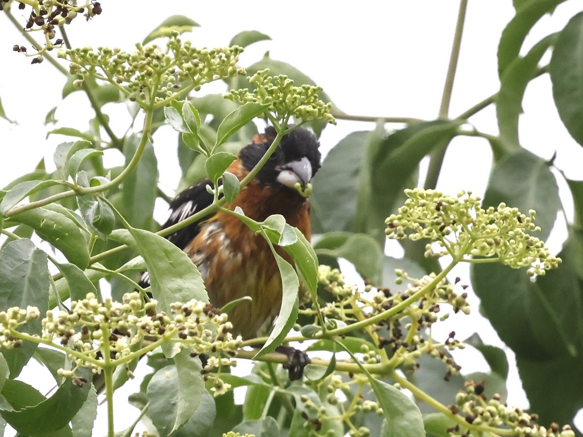 Black-headed Grosbeak - ML620248799