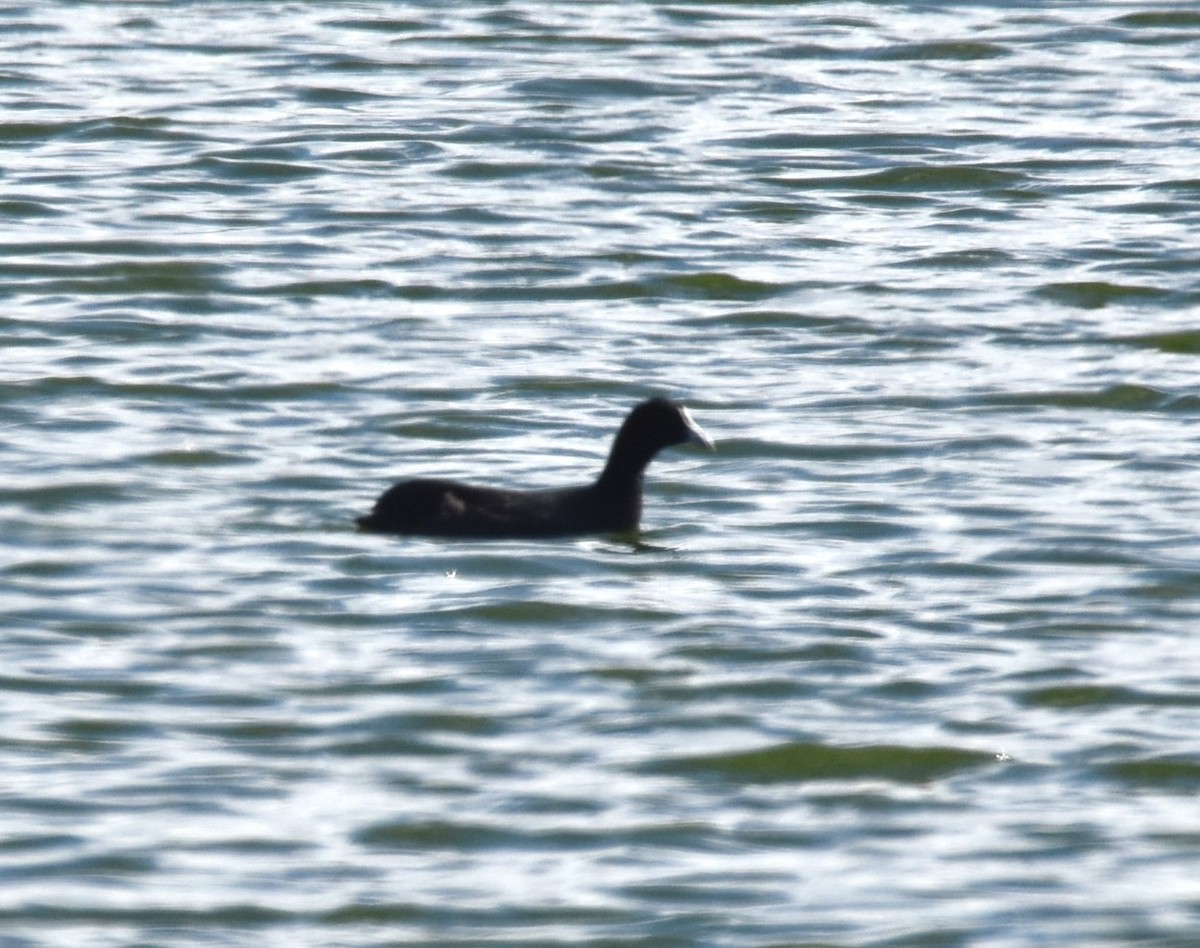 Eurasian Coot - ML620248810