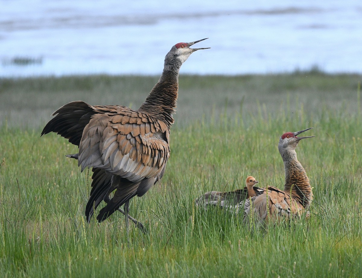 Sandhill Crane - ML620248811