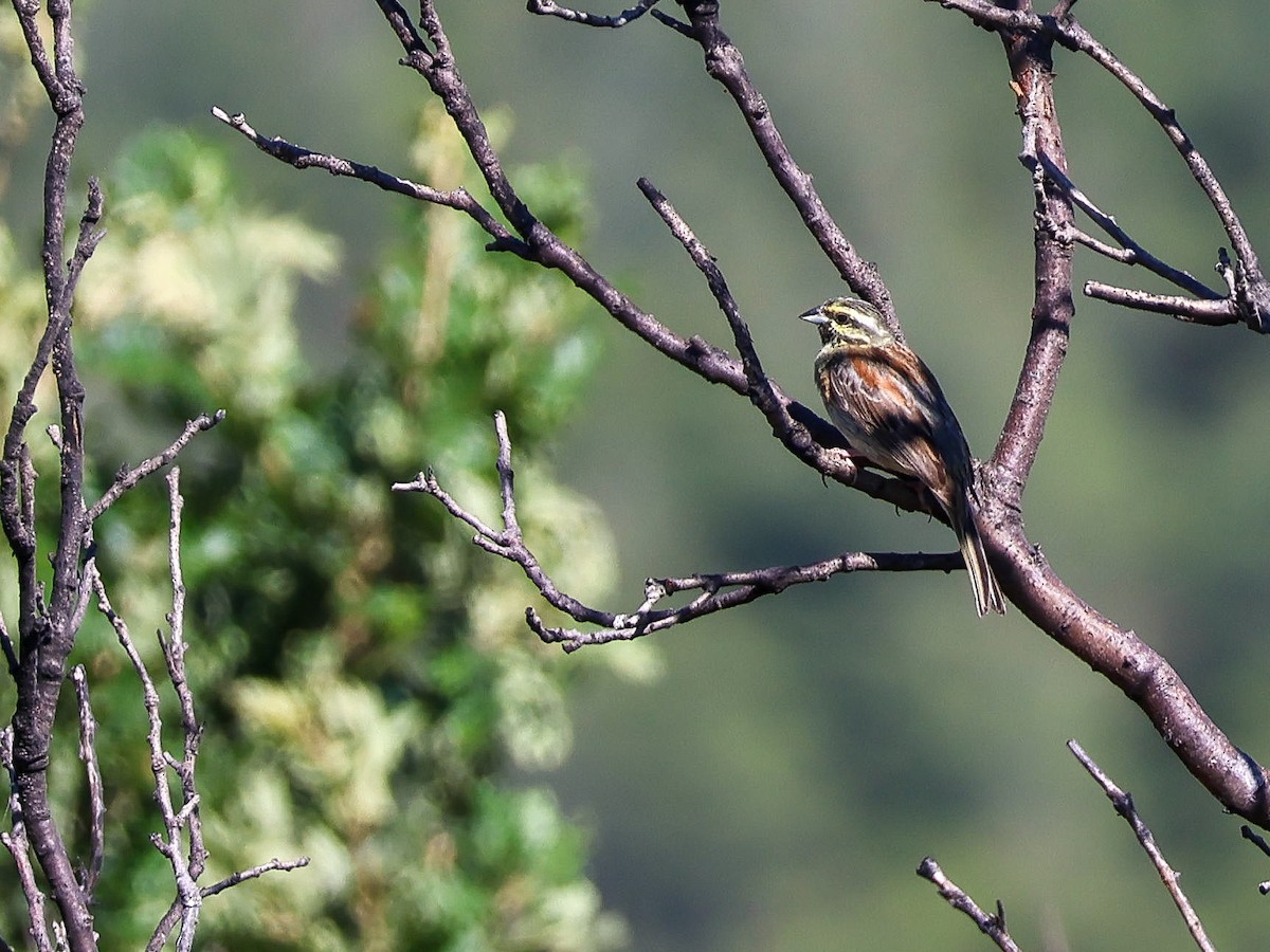 Cirl Bunting - ML620248817