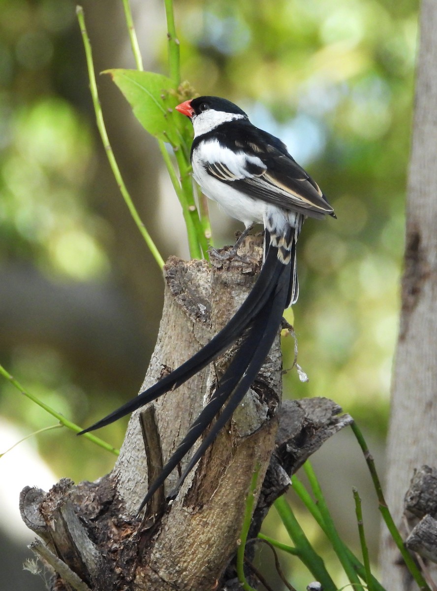 Pin-tailed Whydah - ML620248834