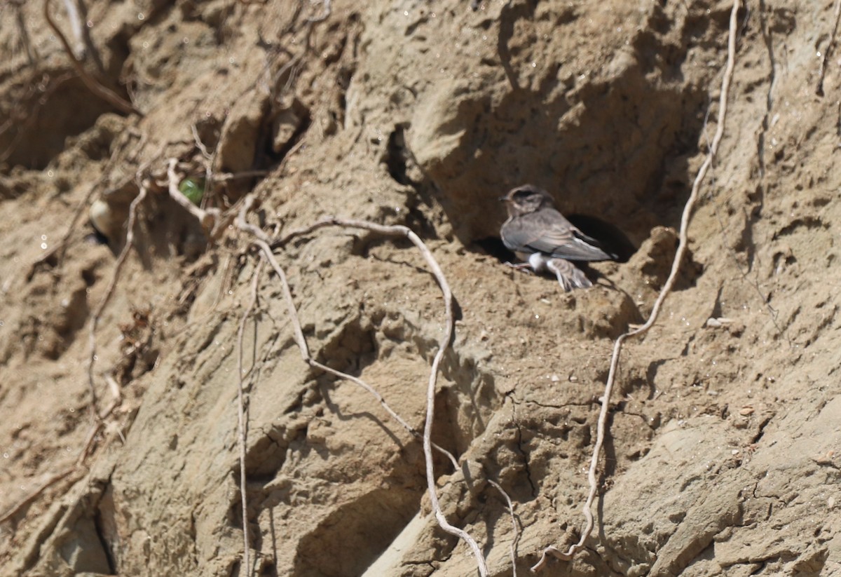 Bank Swallow - ML620248839