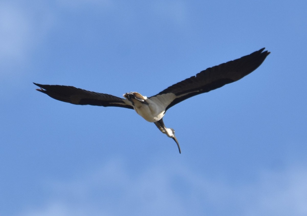ibis slámokrký - ML620248841