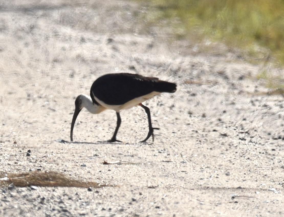 Ibis Tornasolado - ML620248842