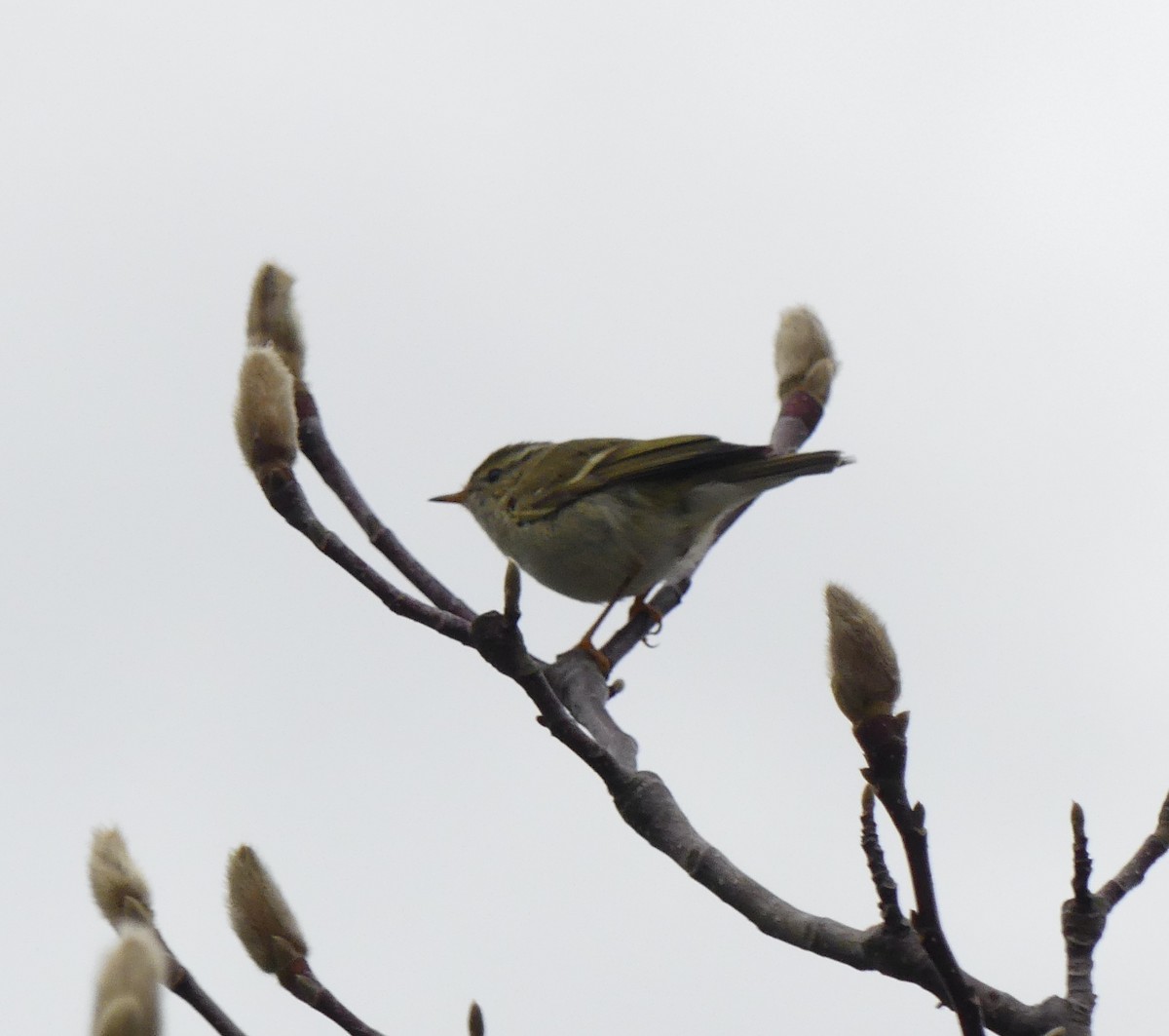 Yellow-browed Warbler - ML620248846
