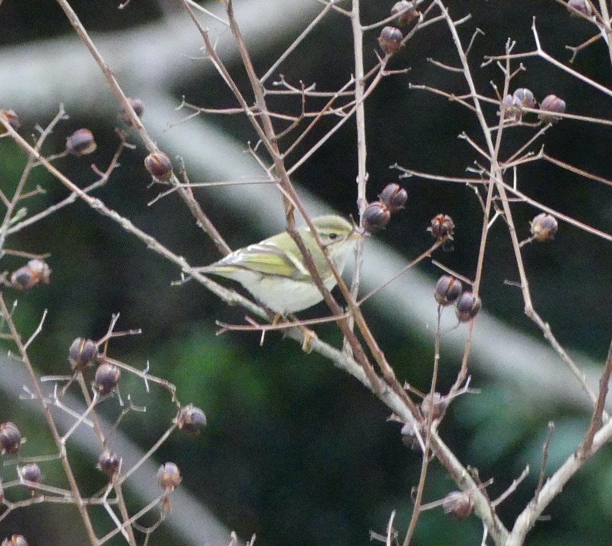 Yellow-browed Warbler - ML620248847