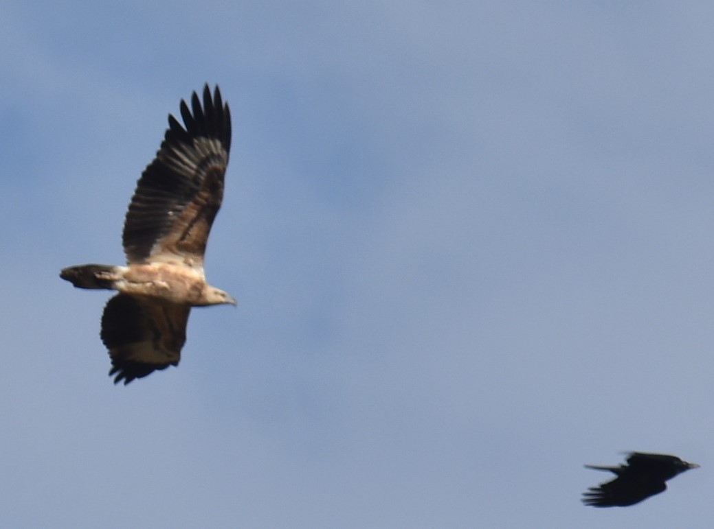 White-bellied Sea-Eagle - ML620248850