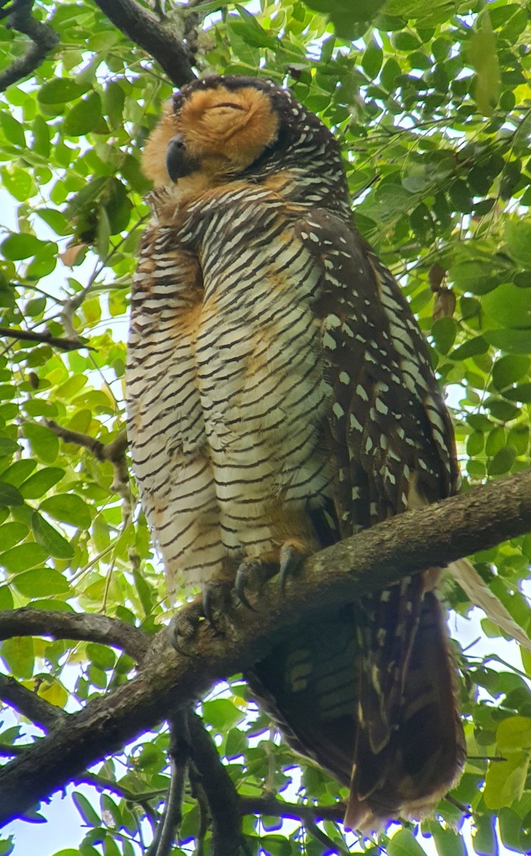 Spotted Wood-Owl - John Chin