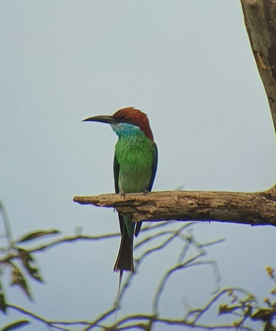 Guêpier à gorge bleue - ML620248861