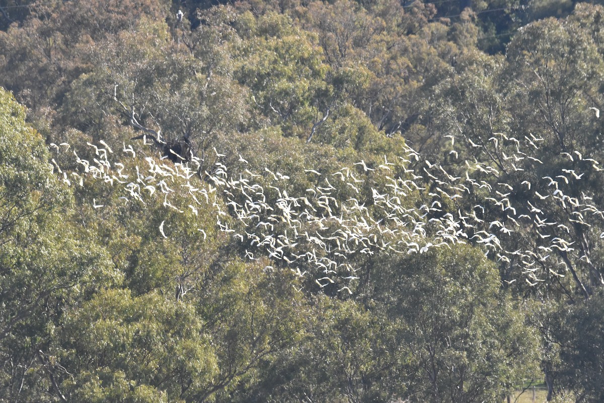 Little Corella - ML620248867