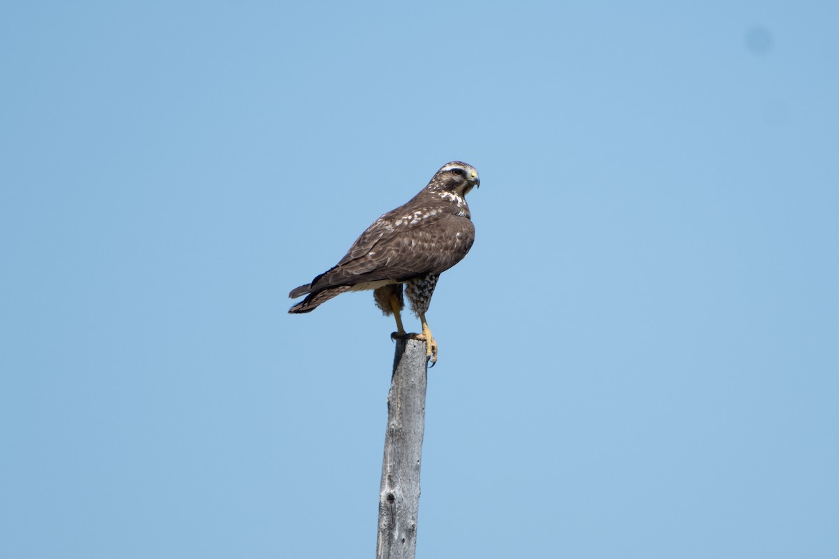 Swainson's Hawk - ML620248868