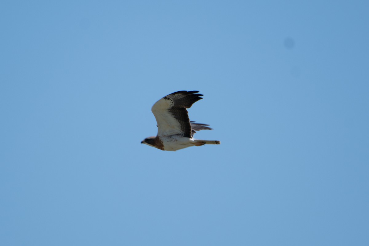 Swainson's Hawk - ML620248869