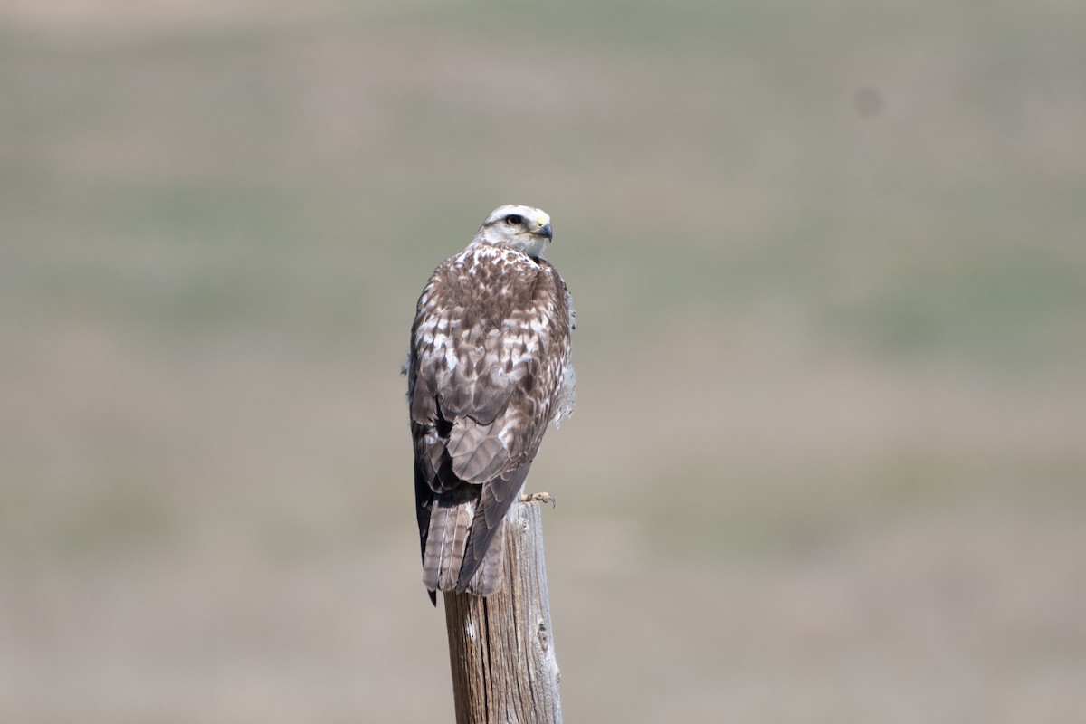 Swainson's Hawk - ML620248870