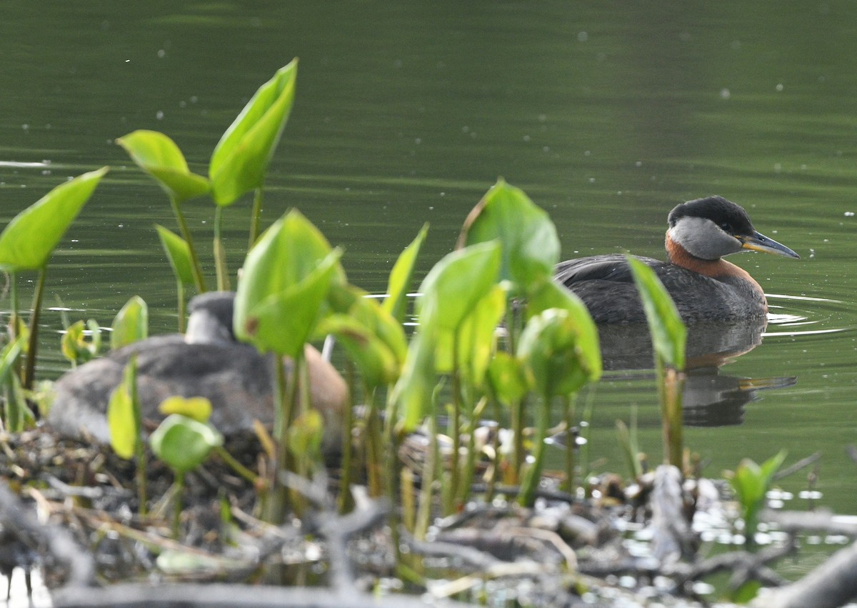 Red-necked Grebe - ML620248873