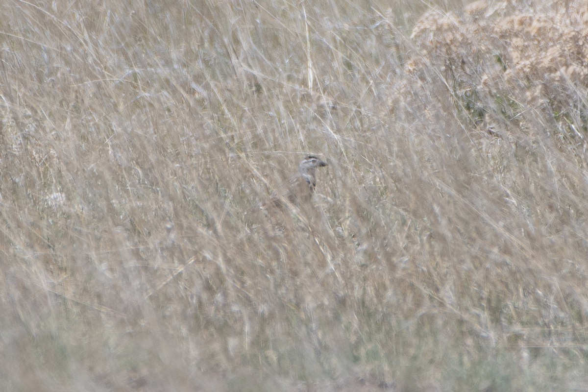 Thick-billed Longspur - ML620248874