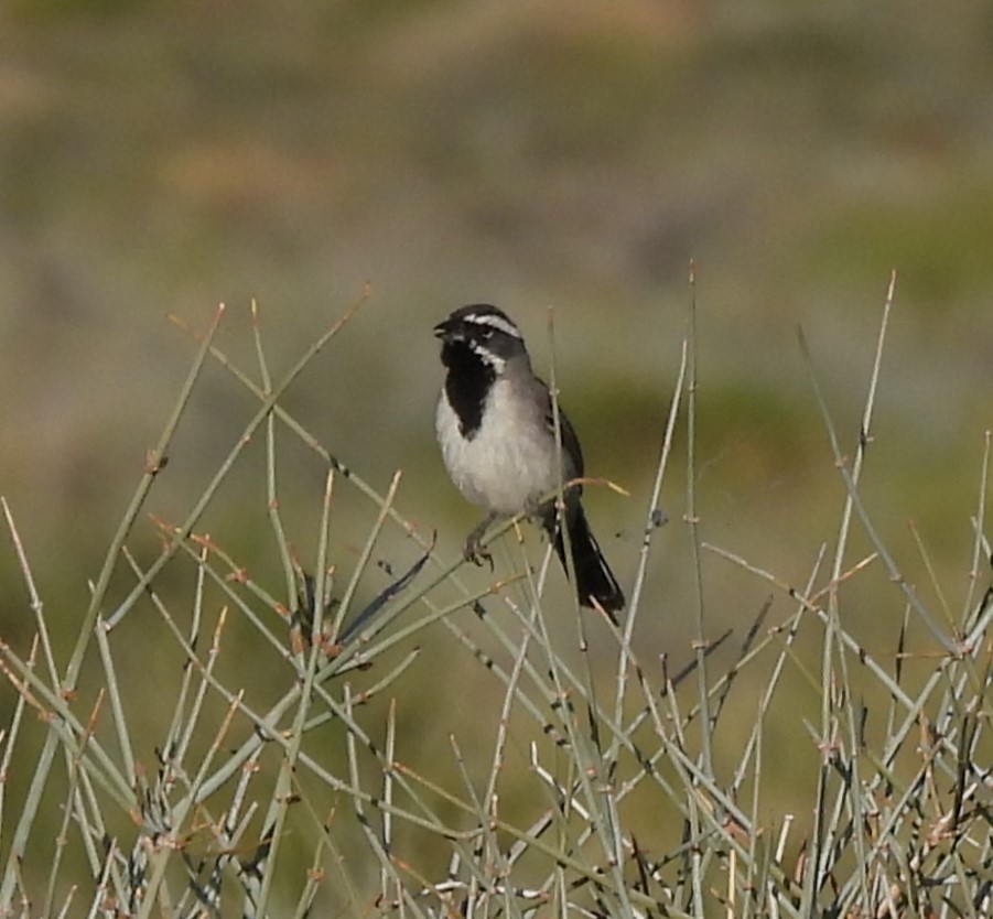 Bruant à gorge noire - ML620248914