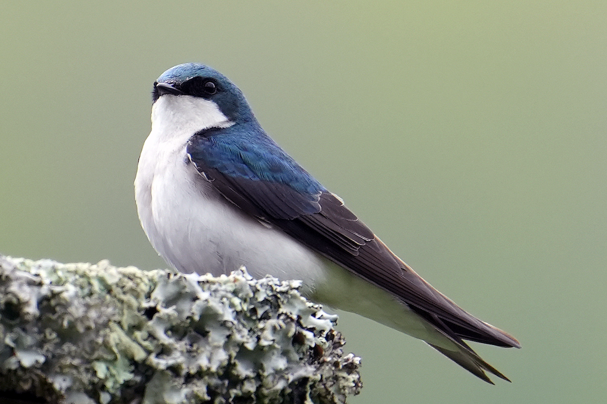 Tree Swallow - ML620248922