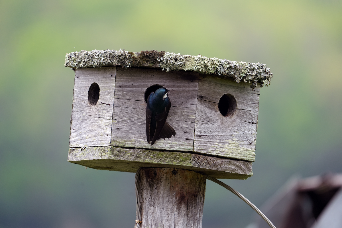 Tree Swallow - ML620248923