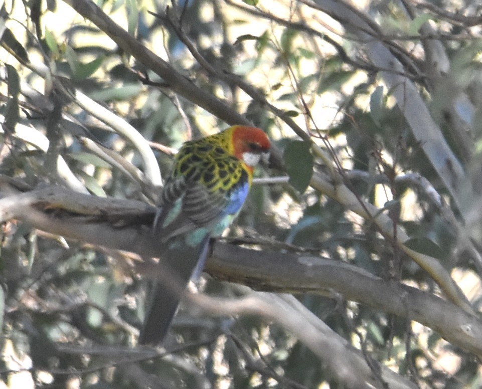 Eastern Rosella - ML620248924