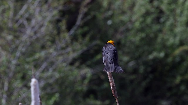 Yellow-headed Blackbird - ML620248925