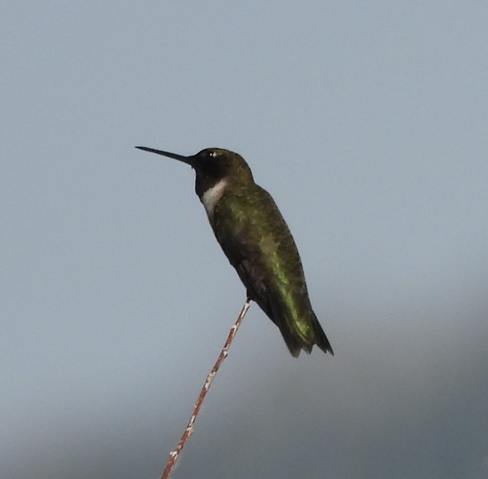 Black-chinned Hummingbird - ML620248930